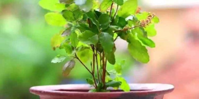 കറിവേപ്പിലയും തുളസിയും ഇനി തഴച്ചു വളരും ; ഇവ ഇട്ടു നൽകിയാൽ മതി കറിവേപ്പിലയും തുളസിയും ഇനി തഴച്ചു വളരും ; ഇവ ഇട്ടു നൽകിയാൽ മതി