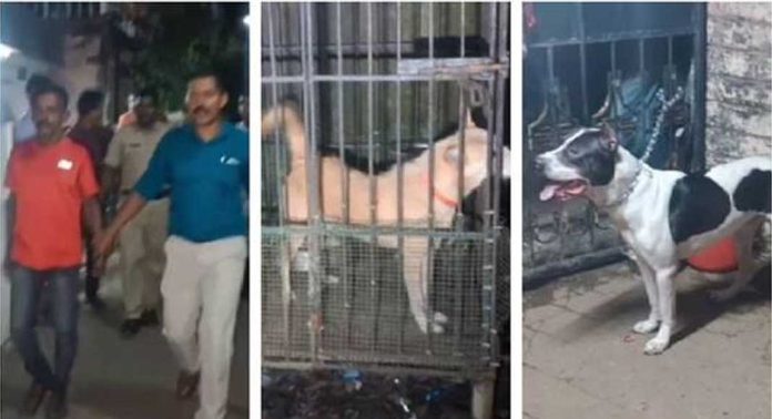 എക്സൈസ് ഉദ്യോഗസ്ഥർക്ക് നേരെ വളർത്തു നായകളെ തുറന്നു വിട്ട് യുവാവിന്റെ പരാക്രമം എക്സൈസ് ഉദ്യോഗസ്ഥർക്ക് നേരെ വളർത്തു നായകളെ തുറന്നു വിട്ട് യുവാവിന്റെ പരാക്രമം
