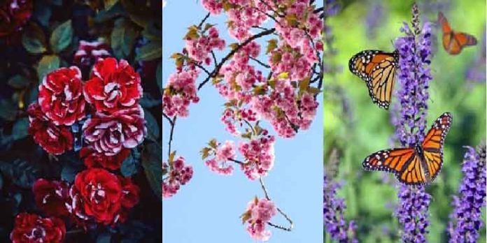 വൈകുന്നേരങ്ങൾ ആഘോഷമാക്കാം … അനന്തപുരി പുഷ്പമേളയ്ക്ക് തിരക്കേറുന്നു വൈകുന്നേരങ്ങൾ ആഘോഷമാക്കാം … അനന്തപുരി പുഷ്പമേളയ്ക്ക് തിരക്കേറുന്നു
