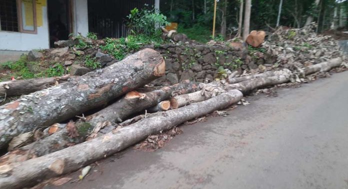 റോഡരികിൽ മുറിച്ചിട്ടിരിക്കുന്ന തടി യാത്രക്കാർക്ക് ഭീഷണിയാകുന്നു റോഡരികിൽ മുറിച്ചിട്ടിരിക്കുന്ന തടി യാത്രക്കാർക്ക് ഭീഷണിയാകുന്നു