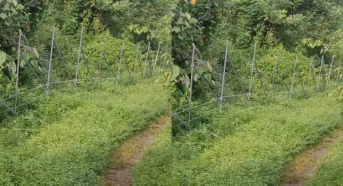 തിരുവാഭരണ പാതയിൽ വീതി കുറഞ്ഞ സ്ഥലത്ത് മുള്ളുവേലി കെട്ടി കൈയ്യേറ്റക്കാർ തിരുവാഭരണ പാതയിൽ വീതി കുറഞ്ഞ സ്ഥലത്ത് മുള്ളുവേലി കെട്ടി കൈയ്യേറ്റക്കാർ