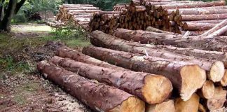 വനംവകുപ്പിന്റെ അനാസ്ഥയെത്തുടര്ന്ന് മുട്ടില് മരംമുറി കേസില് കുറ്റപത്രം നല്കാനായില്ല