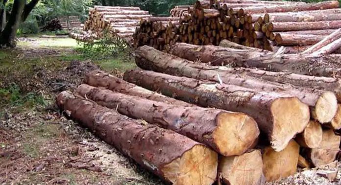 വനംവകുപ്പിന്റെ അനാസ്ഥയെത്തുടര്ന്ന് മുട്ടില് മരംമുറി കേസില് കുറ്റപത്രം നല്കാനായില്ല വനംവകുപ്പിന്റെ അനാസ്ഥയെത്തുടര്ന്ന് മുട്ടില് മരംമുറി കേസില് കുറ്റപത്രം നല്കാനായില്ല