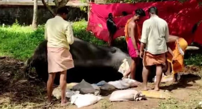 ചെങ്ങന്നൂരിൽ അവശനിലയിൽ കാണപ്പെട്ട ആന ചെരിഞ്ഞു ചെങ്ങന്നൂരിൽ അവശനിലയിൽ കാണപ്പെട്ട ആന ചെരിഞ്ഞു