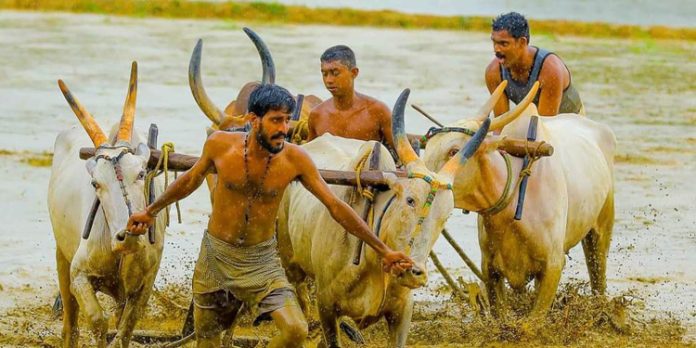 മരമടി ഉത്സവം – നവ കേരള സദസ്സിൽ പ്രതീക്ഷയർപ്പിച്ച് ആനന്ദപ്പള്ളി കർഷകസമിതി മരമടി ഉത്സവം – നവ കേരള സദസ്സിൽ പ്രതീക്ഷയർപ്പിച്ച് ആനന്ദപ്പള്ളി കർഷകസമിതി