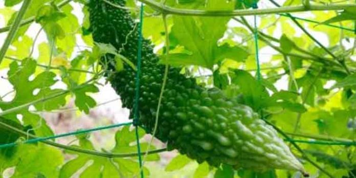 പാവയ്ക്ക കൃഷിക്ക് ഇത് നല്ല സമയം ; ഇങ്ങനെ ചെയ്താൽ വിളവ് ഇരട്ടിയാക്കാം പാവയ്ക്ക കൃഷിക്ക് ഇത് നല്ല സമയം ; ഇങ്ങനെ ചെയ്താൽ വിളവ് ഇരട്ടിയാക്കാം