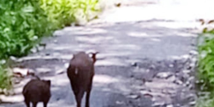 കാട്ടുപന്നി കൃഷി നശിപ്പിച്ചു കാട്ടുപന്നി കൃഷി നശിപ്പിച്ചു