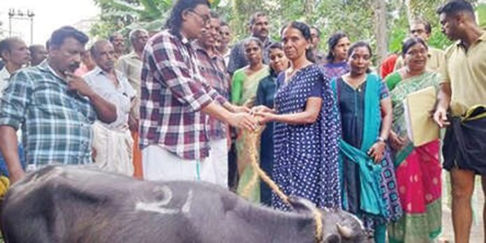 കൊറ്റനാട് പഞ്ചായത്തിൽ പോത്തുകുട്ടികളെ വിതരണംചെയ്തു കൊറ്റനാട് പഞ്ചായത്തിൽ പോത്തുകുട്ടികളെ വിതരണംചെയ്തു