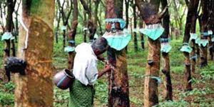 റബർ കർഷകർക്ക് 250 രൂപ താങ്ങുവിലഏര്പ്പെടുത്തണം ; കിസാൻ ജനത റബർ കർഷകർക്ക് 250 രൂപ താങ്ങുവിലഏര്പ്പെടുത്തണം ; കിസാൻ ജനത