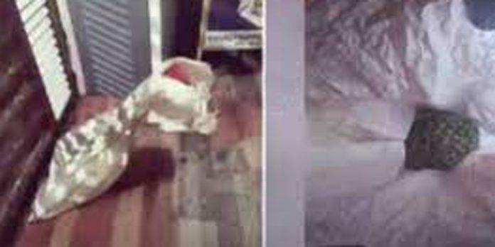 പത്തനംതിട്ട ചെന്നീര്ക്കരയില് പഞ്ചായത്ത് അംഗത്തിന്റെ മുറ്റത്തേക്ക് പെരുമ്പാമ്പിനെ ചാക്കില് കെട്ടി എറിഞ്ഞെന്ന് പരാതി പത്തനംതിട്ട ചെന്നീര്ക്കരയില് പഞ്ചായത്ത് അംഗത്തിന്റെ മുറ്റത്തേക്ക് പെരുമ്പാമ്പിനെ ചാക്കില് കെട്ടി എറിഞ്ഞെന്ന് പരാതി