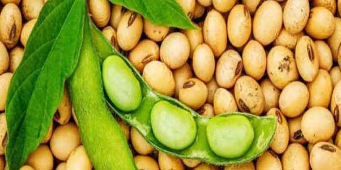പ്രോട്ടീൻ സമ്പന്നമായ സോയാബീൻ കൃഷി ചെയ്യാം പ്രോട്ടീൻ സമ്പന്നമായ സോയാബീൻ കൃഷി ചെയ്യാം