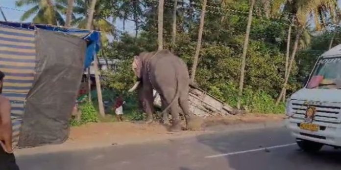 തൃശൂരിൽ ആനയിടഞ്ഞു ; പാപ്പാൻമാർ ചാടി രക്ഷപ്പെട്ടു ; വാഹനങ്ങൾ കുത്തിമറിച്ചിട്ടു തൃശൂരിൽ ആനയിടഞ്ഞു ; പാപ്പാൻമാർ ചാടി രക്ഷപ്പെട്ടു ; വാഹനങ്ങൾ കുത്തിമറിച്ചിട്ടു