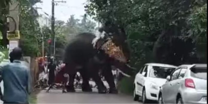 കൊച്ചിയില് ഉത്സവത്തിനിടെ ആന ഇടഞ്ഞു ; ആനപ്പുറത്തിരുന്നവര് രക്ഷപ്പെട്ടു കൊച്ചിയില് ഉത്സവത്തിനിടെ ആന ഇടഞ്ഞു ; ആനപ്പുറത്തിരുന്നവര് രക്ഷപ്പെട്ടു