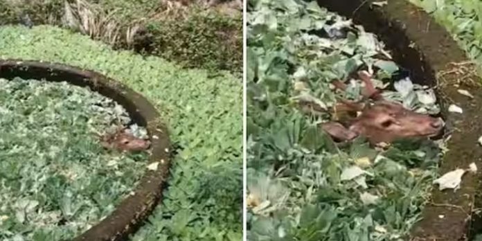കിണറ്റിൽ വീണ പുള്ളിമാന് രക്ഷകരായി വനപാലകരും നാട്ടുകാരും കിണറ്റിൽ വീണ പുള്ളിമാന് രക്ഷകരായി വനപാലകരും നാട്ടുകാരും