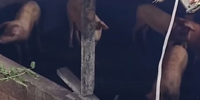 വയനാട് മൂടക്കൊലിയിൽ പന്നിഫാമിൽ വന്യജീവി ആക്രമണം വയനാട് മൂടക്കൊലിയിൽ പന്നിഫാമിൽ വന്യജീവി ആക്രമണം