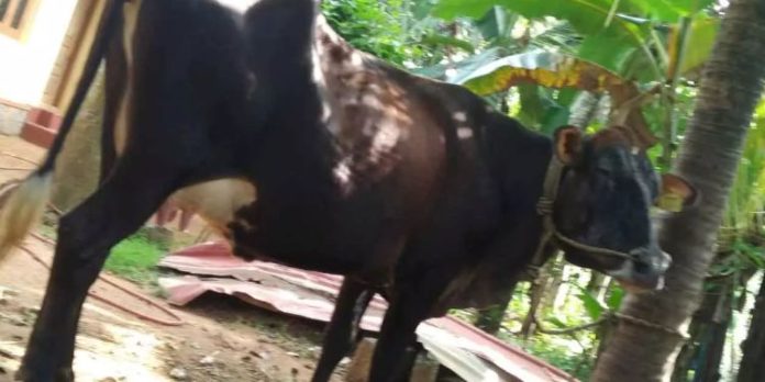 അയൽവാസിയുടെ പശുവിന്റെ കണ്ണിലും ദേഹത്തും ആസിഡ് ഒഴിച്ച് യുവാവിന്റെ ക്രൂരത അയൽവാസിയുടെ പശുവിന്റെ കണ്ണിലും ദേഹത്തും ആസിഡ് ഒഴിച്ച് യുവാവിന്റെ ക്രൂരത
