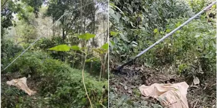 കുരുമുളക് പറിക്കുന്നതിനിടെ ഷോക്കേറ്റ് ഭാര്യയ്ക്ക് ദാരുണാന്ത്യം; ഭർത്താവിനു ഗുരുതര പരിക്ക് കുരുമുളക് പറിക്കുന്നതിനിടെ ഷോക്കേറ്റ് ഭാര്യയ്ക്ക് ദാരുണാന്ത്യം; ഭർത്താവിനു ഗുരുതര പരിക്ക്