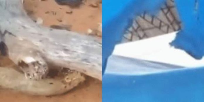 കലോത്സവത്തിനിടെ സദസിലേക്ക് മരക്കൊമ്പ് പൊട്ടി വീണു ; ഒരാൾക്ക് പരിക്ക് കലോത്സവത്തിനിടെ സദസിലേക്ക് മരക്കൊമ്പ് പൊട്ടി വീണു ; ഒരാൾക്ക് പരിക്ക്