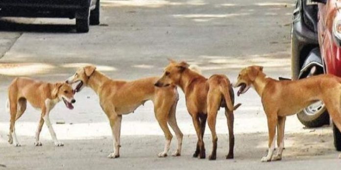 ഗ്വാളിയോറില് തെരുവ് നായ ആക്രമണം ; ഒറ്റ ദിവസം കടിയേറ്റത് 548 പേര്ക്ക് ഗ്വാളിയോറില് തെരുവ് നായ ആക്രമണം ; ഒറ്റ ദിവസം കടിയേറ്റത് 548 പേര്ക്ക്
