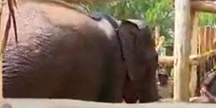 പിഎം 2 ആനയെ തുറന്നു വിടണം ; വിദഗ്ധ സമിതി ഹൈക്കോടതിയില് റിപ്പോര്ട്ട് സമര്പ്പിച്ചു പിഎം 2 ആനയെ തുറന്നു വിടണം ; വിദഗ്ധ സമിതി ഹൈക്കോടതിയില് റിപ്പോര്ട്ട് സമര്പ്പിച്ചു