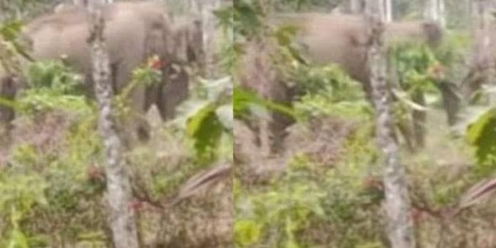 വയനാട് ജനവാസ മേഖലയിൽ കാട്ടാനക്കൂട്ടം ; തുരത്തി വനപാലകർ വയനാട് ജനവാസ മേഖലയിൽ കാട്ടാനക്കൂട്ടം ; തുരത്തി വനപാലകർ