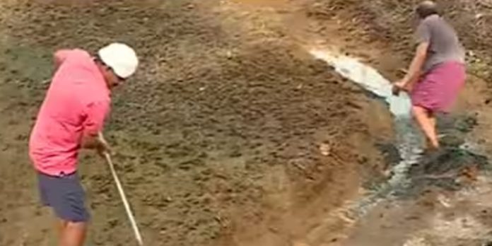 വിരിപ്പുകൃഷി കഴിഞ്ഞ് മാസങ്ങളായിട്ടും നെല്ലിന്റെ പണം കിട്ടിയില്ല ; കർഷകർ ദുരിതത്തിൽ വിരിപ്പുകൃഷി കഴിഞ്ഞ് മാസങ്ങളായിട്ടും നെല്ലിന്റെ പണം കിട്ടിയില്ല ; കർഷകർ ദുരിതത്തിൽ