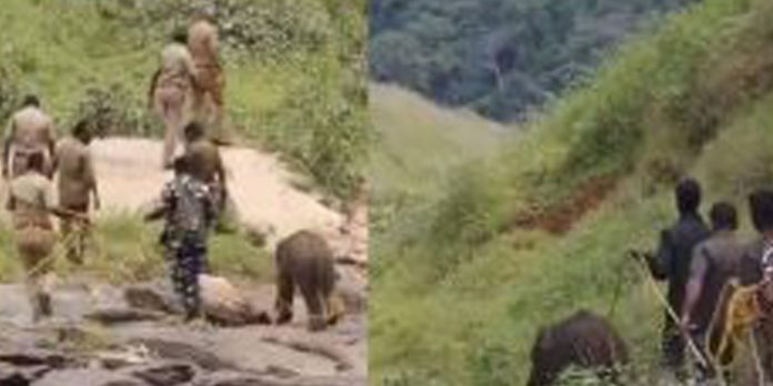 കൂട്ടം തെറ്റി കാട്ടാനക്കുട്ടി ; അമ്മയ്ക്കരികിൽ എത്തിച്ച് വനംവകുപ്പ് കൂട്ടം തെറ്റി കാട്ടാനക്കുട്ടി ; അമ്മയ്ക്കരികിൽ എത്തിച്ച് വനംവകുപ്പ്