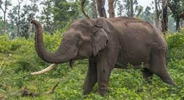 ഇടുക്കിയിൽ ചക്കക്കൊമ്പന്റെ ആക്രമണത്തിൽ ഒരാൾക്ക് പരിക്കേറ്റു ; ഒപ്പമുണ്ടായിരുന്ന കുട്ടി ഓടി രക്ഷപ്പെട്ടു ഇടുക്കിയിൽ ചക്കക്കൊമ്പന്റെ ആക്രമണത്തിൽ ഒരാൾക്ക് പരിക്കേറ്റു ; ഒപ്പമുണ്ടായിരുന്ന കുട്ടി ഓടി രക്ഷപ്പെട്ടു
