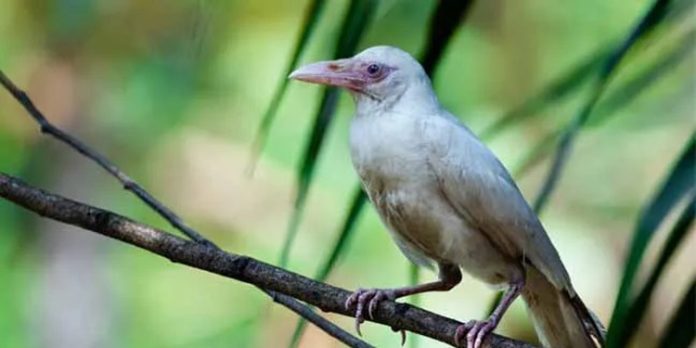 അടൂര് പതിനാലാം മൈലില് വെള്ള കാക്ക ; അത്ഭുതപെട്ട് വീട്ടുകാര് അടൂര് പതിനാലാം മൈലില് വെള്ള കാക്ക ; അത്ഭുതപെട്ട് വീട്ടുകാര്
