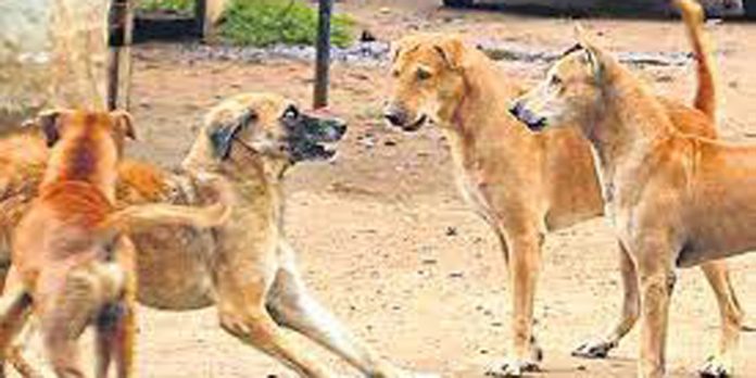 കൊറ്റനാട് ഗ്രാമ പഞ്ചായത്തിൽ തെരുവുനായ ശല്യം രൂക്ഷം കൊറ്റനാട് ഗ്രാമ പഞ്ചായത്തിൽ തെരുവുനായ ശല്യം രൂക്ഷം