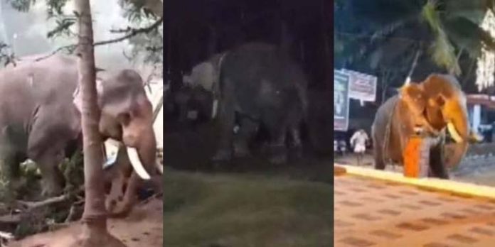 ഉത്സവത്തിനിടെ ആന ഇടഞ്ഞു ; പാപ്പാന് പരുക്ക് ഉത്സവത്തിനിടെ ആന ഇടഞ്ഞു ; പാപ്പാന് പരുക്ക്