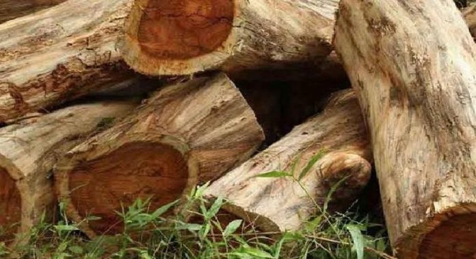 മുട്ടിൽ മരംമുറിക്കേസ് ; കണ്ടുകെട്ടിയ മരങ്ങൾ ലേലം വിളിക്കാൻ ആവശ്യപ്പെട്ടുള്ള ഹർജി കോടതി ഇന്ന് പരിഗണിക്കും മുട്ടിൽ മരംമുറിക്കേസ് ; കണ്ടുകെട്ടിയ മരങ്ങൾ ലേലം വിളിക്കാൻ ആവശ്യപ്പെട്ടുള്ള ഹർജി കോടതി ഇന്ന് പരിഗണിക്കും