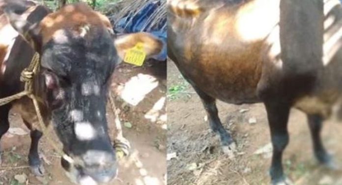 കൊടും ക്രൂരത ; കോട്ടയത്ത് അയൽവാസിയുടെ പശുവിന്റെ ദേഹത്ത് ആസിഡ് ഒഴിച്ചു, പ്രതി അറസ്റ്റിൽ കൊടും ക്രൂരത ; കോട്ടയത്ത് അയൽവാസിയുടെ പശുവിന്റെ ദേഹത്ത് ആസിഡ് ഒഴിച്ചു, പ്രതി അറസ്റ്റിൽ