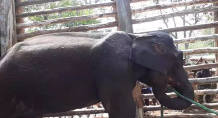 പിഎം 2 ആനയെ കാട്ടിലേക്ക് തുറന്നു വിടണമെന്ന വിദഗ്ധ സമിതി റിപ്പോർട്ട് പരിശോധിക്കാൻ വനംവകുപ്പ് പിഎം 2 ആനയെ കാട്ടിലേക്ക് തുറന്നു വിടണമെന്ന വിദഗ്ധ സമിതി റിപ്പോർട്ട് പരിശോധിക്കാൻ വനംവകുപ്പ്