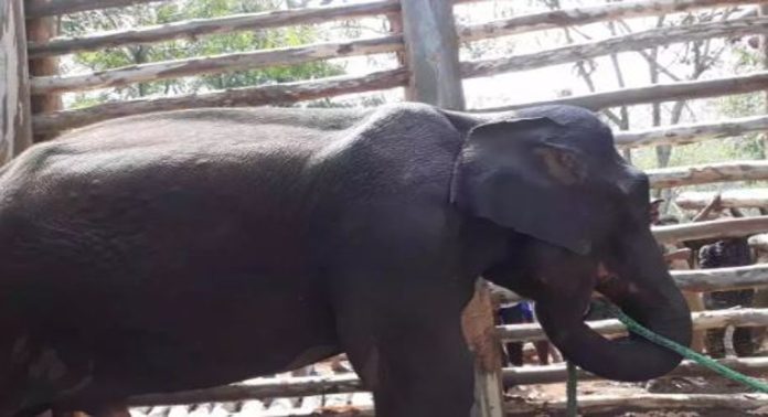 അവൻ ആരെയും ആക്രമിച്ചിട്ടില്ല ; വനംവകുപ്പ് കൂട്ടിലാക്കിയ പി.എം-2 കാട്ടാനയെ കാട്ടിൽ തുറന്ന് വിടണം, ആവശ്യവുമായി വിദഗ്ധ സമിതി അവൻ ആരെയും ആക്രമിച്ചിട്ടില്ല ; വനംവകുപ്പ് കൂട്ടിലാക്കിയ പി.എം-2 കാട്ടാനയെ കാട്ടിൽ തുറന്ന് വിടണം, ആവശ്യവുമായി വിദഗ്ധ സമിതി