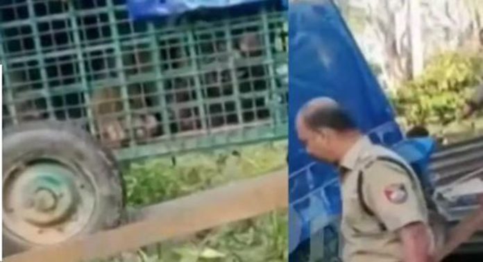 വയനാട് കൊളഗപ്പാറയിൽ വളർത്തുമൃഗങ്ങളെ കൊന്ന കടുവ കൂട്ടിലായി വയനാട് കൊളഗപ്പാറയിൽ വളർത്തുമൃഗങ്ങളെ കൊന്ന കടുവ കൂട്ടിലായി