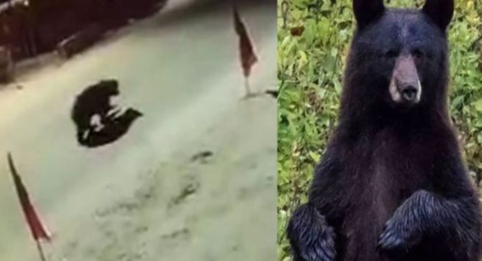 കോടതി വളപ്പിലും കരടി ഇറങ്ങി ; സുൽത്താൻബത്തേരിയിൽനിന്നുള്ള ദൃശ്യങ്ങൾ പുറത്ത്, നാട്ടുകാർ പരിഭ്രാന്തിയിൽ….! കോടതി വളപ്പിലും കരടി ഇറങ്ങി ; സുൽത്താൻബത്തേരിയിൽനിന്നുള്ള ദൃശ്യങ്ങൾ പുറത്ത്, നാട്ടുകാർ പരിഭ്രാന്തിയിൽ….!