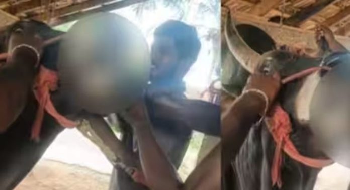 കൊടുംക്രൂരത ; കാളയെ കൊണ്ട് ജീവനുള്ള കോഴിയെ തീറ്റിച്ചു, പിന്നാലെ യുട്യൂബര്ക്കെതിരെ കേസെടുത്തു കൊടുംക്രൂരത ; കാളയെ കൊണ്ട് ജീവനുള്ള കോഴിയെ തീറ്റിച്ചു, പിന്നാലെ യുട്യൂബര്ക്കെതിരെ കേസെടുത്തു
