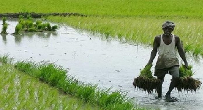 കാർഷികവിളകളുടെ സംഭരണം നേരിട്ട് കേന്ദ്ര നിയന്ത്രണത്തിലേക്ക് മാറ്റാനുള്ള നടപടിതുടങ്ങി കാർഷികവിളകളുടെ സംഭരണം നേരിട്ട് കേന്ദ്ര നിയന്ത്രണത്തിലേക്ക് മാറ്റാനുള്ള നടപടിതുടങ്ങി