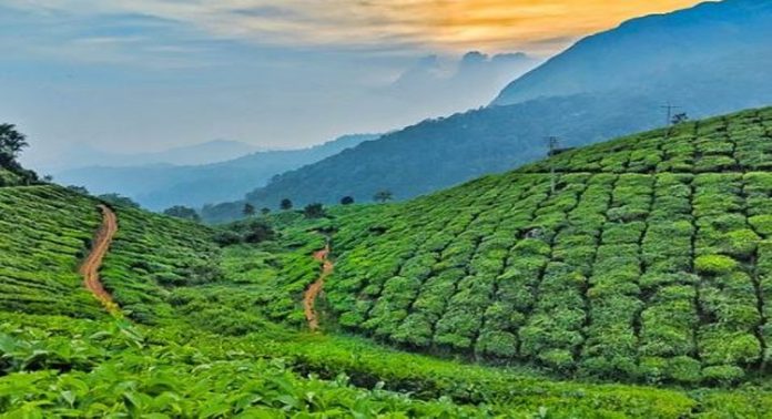 സംസ്ഥാനത്ത് 5024.535 ഹെക്ടർ വനഭൂമി കയ്യേറ്റക്കാരുടെ കൈകളിൽ ; ഞെട്ടിപ്പിക്കുന്ന റിപ്പോർട്ടുകൾ പുറത്ത് സംസ്ഥാനത്ത് 5024.535 ഹെക്ടർ വനഭൂമി കയ്യേറ്റക്കാരുടെ കൈകളിൽ ; ഞെട്ടിപ്പിക്കുന്ന റിപ്പോർട്ടുകൾ പുറത്ത്