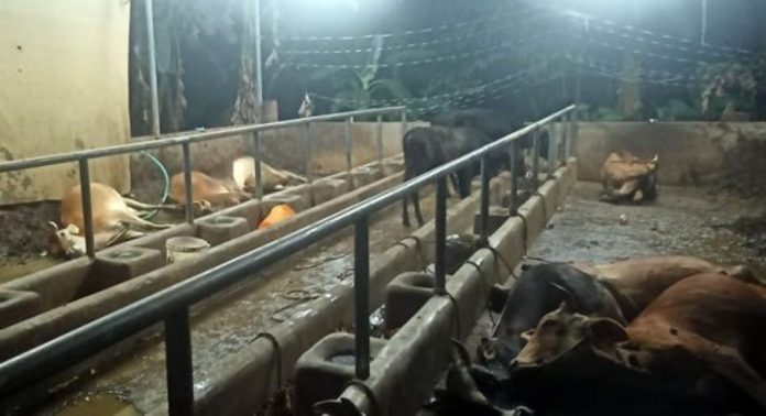 ഇടുക്കിയിലെ കുട്ടിക്കർഷകർക്ക് സർക്കാർ വാഗ്ദാനം ചെയ്ത പശുക്കളെ ഇന്ന് കൈമാറും ഇടുക്കിയിലെ കുട്ടിക്കർഷകർക്ക് സർക്കാർ വാഗ്ദാനം ചെയ്ത പശുക്കളെ ഇന്ന് കൈമാറും