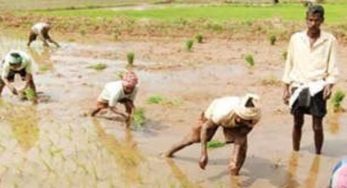 കരിങ്ങാലിപ്പാടത്ത് കൃഷിയിറക്കി കരിങ്ങാലിപ്പാടത്ത് കൃഷിയിറക്കി