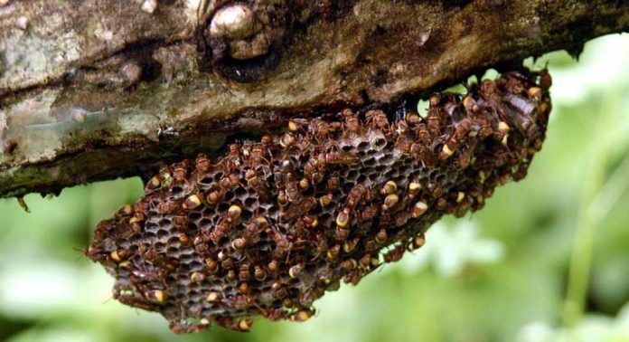 കടന്നൽ ആക്രമണം ; 10 ലധികം പേർക്ക് കുത്തേറ്റു ; സാരമായി പരിക്കേറ്റ 2 പേർ ആശുപത്രിയിൽ കടന്നൽ ആക്രമണം ; 10 ലധികം പേർക്ക് കുത്തേറ്റു ; സാരമായി പരിക്കേറ്റ 2 പേർ ആശുപത്രിയിൽ