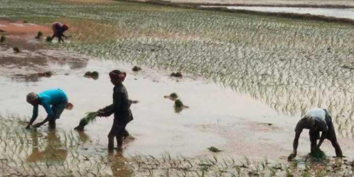 വെള്ളം വറ്റിക്കാൻ കഴിഞ്ഞില്ല ; കരിങ്ങാലിപ്പാടത്ത് ഒരുമാസം വൈകി കൃഷിയിറക്കി വെള്ളം വറ്റിക്കാൻ കഴിഞ്ഞില്ല ; കരിങ്ങാലിപ്പാടത്ത് ഒരുമാസം വൈകി കൃഷിയിറക്കി