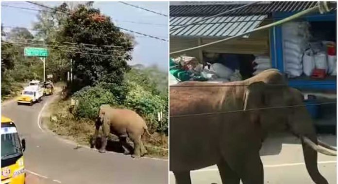 സുല്ത്താന്ബത്തേരി-ഗൂഡല്ലൂര് അന്തര്സംസ്ഥാന പാതയില് നെല്ലങ്കോട്ട ടൗണില് കാട്ടാന ഇറങ്ങി സുല്ത്താന്ബത്തേരി-ഗൂഡല്ലൂര് അന്തര്സംസ്ഥാന പാതയില് നെല്ലങ്കോട്ട ടൗണില് കാട്ടാന ഇറങ്ങി