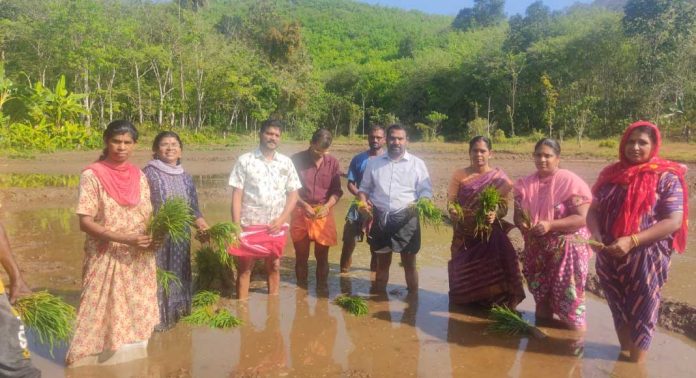 പെരുനാടിന് പെരുമ നൽകാൻ നെൽകൃഷിയും ആരംഭിച്ച് കൃഷി വകുപ്പ് പെരുനാടിന് പെരുമ നൽകാൻ നെൽകൃഷിയും ആരംഭിച്ച് കൃഷി വകുപ്പ്