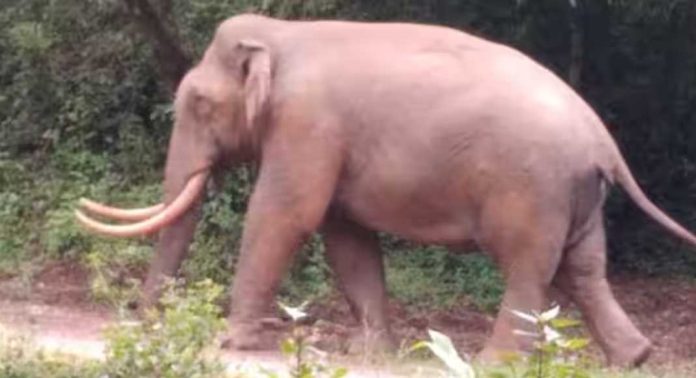 മൂന്നാറിൽ ലോറി തടഞ്ഞ് പടയപ്പ ; ഒരു മണിക്കൂറിലേറെ നേരം ഗതാഗത തടസ്സം മൂന്നാറിൽ ലോറി തടഞ്ഞ് പടയപ്പ ; ഒരു മണിക്കൂറിലേറെ നേരം ഗതാഗത തടസ്സം