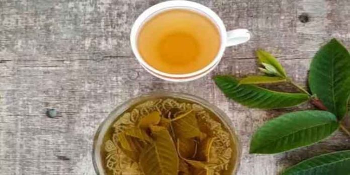 പേരയിലയിട്ട് തിളപ്പിച്ച വെള്ളം കുടിക്കുന്നത്കൊണ്ടുള്ള ഗുണങ്ങൾ പേരയിലയിട്ട് തിളപ്പിച്ച വെള്ളം കുടിക്കുന്നത്കൊണ്ടുള്ള ഗുണങ്ങൾ