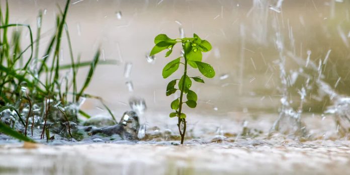 കോഴിക്കോട് ജില്ലയില് വ്യാപകമഴ ; ഓടിക്കൊണ്ടിരുന്ന സ്കൂട്ടറിന് മുകളില് തെങ്ങ് വീണു കോഴിക്കോട് ജില്ലയില് വ്യാപകമഴ ; ഓടിക്കൊണ്ടിരുന്ന സ്കൂട്ടറിന് മുകളില് തെങ്ങ് വീണു