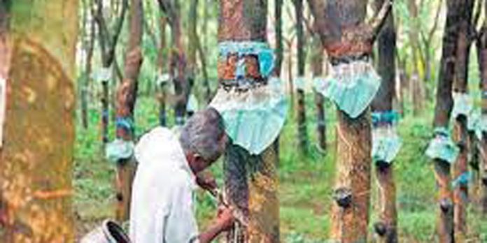 റബറിന്റെ ഉദ്പ്പാദനം കുറഞ്ഞപ്പോൾ വില വർദ്ധിപ്പിച്ച് റബർ കമ്പനികളും വൻകിട വ്യാപാരികളും റബറിന്റെ ഉദ്പ്പാദനം കുറഞ്ഞപ്പോൾ വില വർദ്ധിപ്പിച്ച് റബർ കമ്പനികളും വൻകിട വ്യാപാരികളും